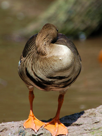 Greater White-Fronted Goose Life History and Identification