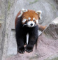 ADW: Ailurus fulgens: INFORMATION