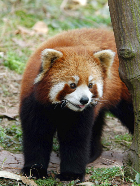 Ailurus fulgens