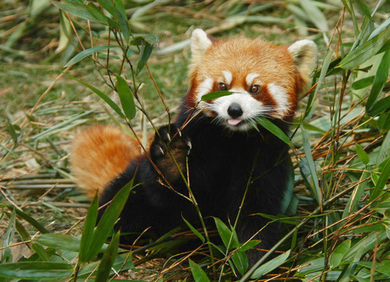 red panda food chain