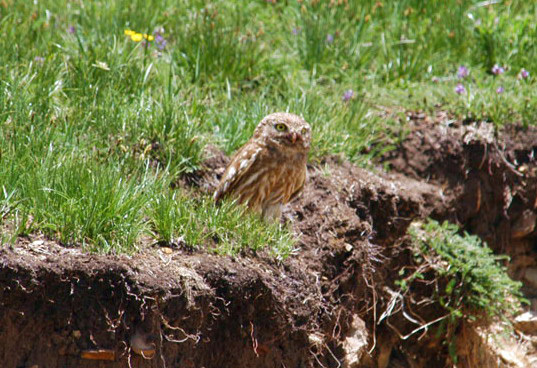 Athene noctua