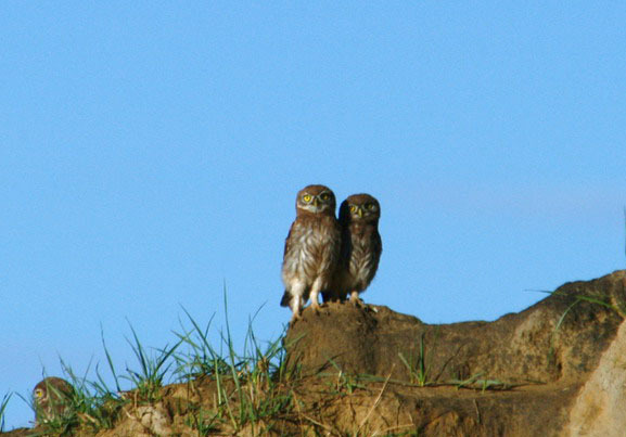 Athene noctua