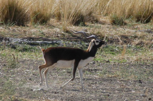 Antilope cervicapra