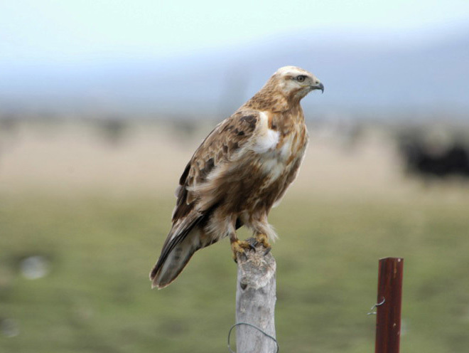 Buteo