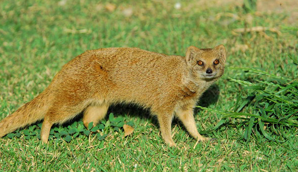 water mongoose