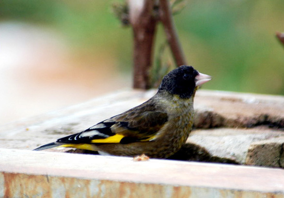 Carduelis