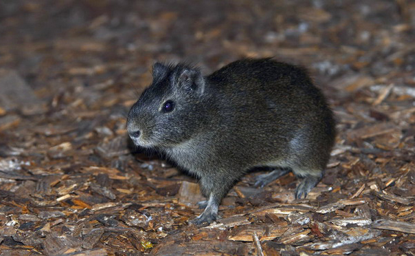 Cavia aperea