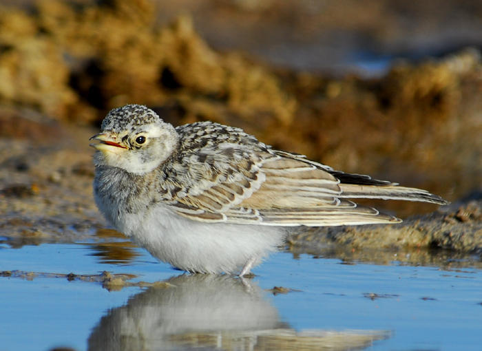 Alaudidae