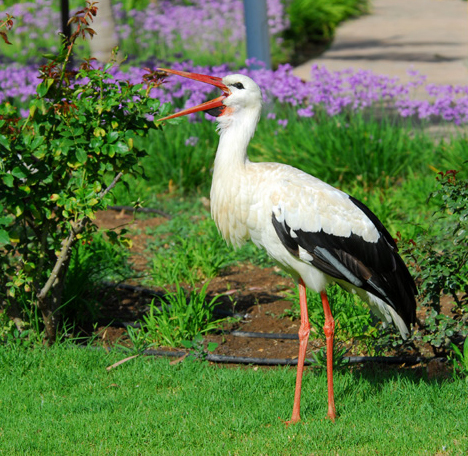 Ciconia ciconia