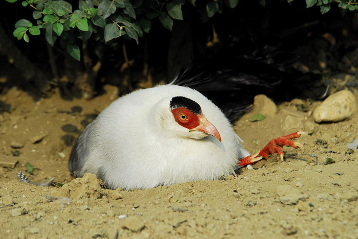 Galliformes