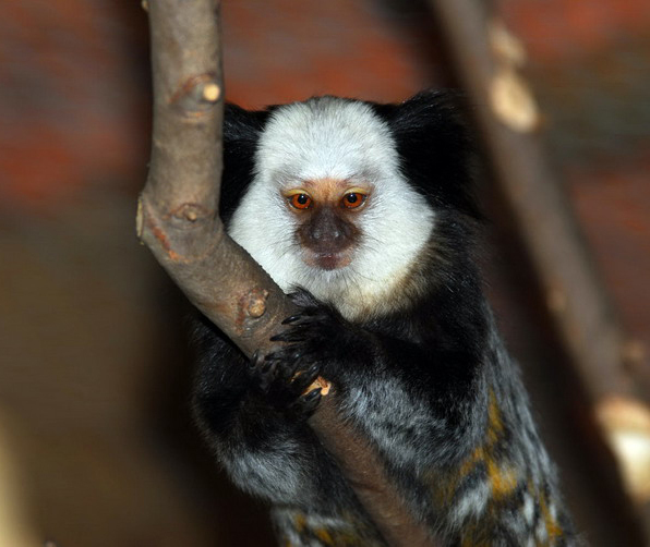 geoffrey marmosets