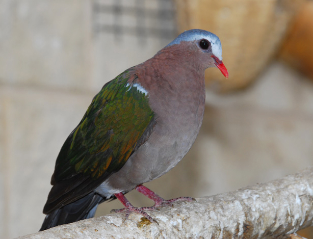 Columbidae