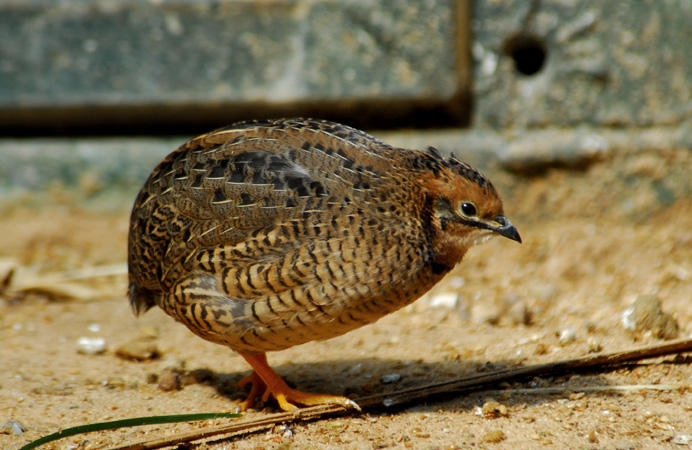 Japanese quail with the curly and the normal feather structures. The