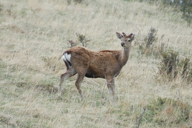 Cervus nippon