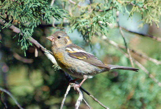 Carpodacus trifasciatus