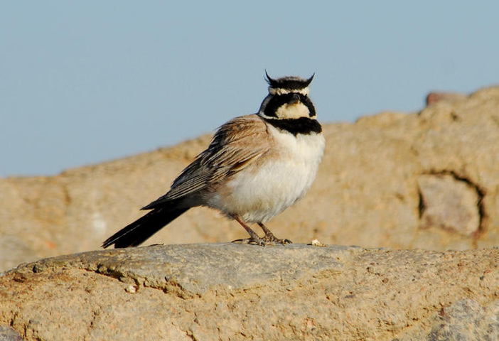 ADW: Alaudidae: INFORMATION