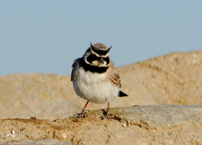 Alaudidae