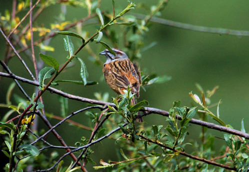 Emberiza