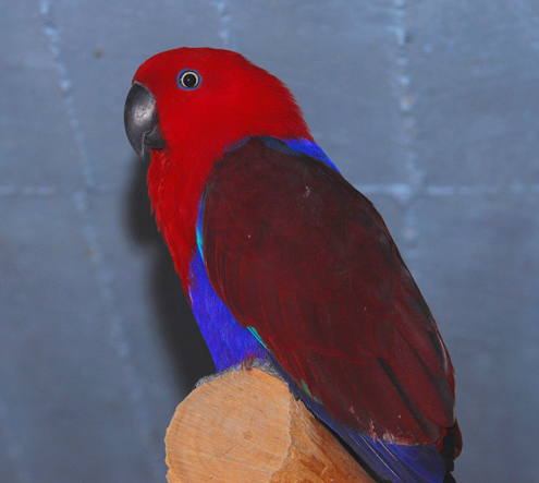 Eclectus roratus