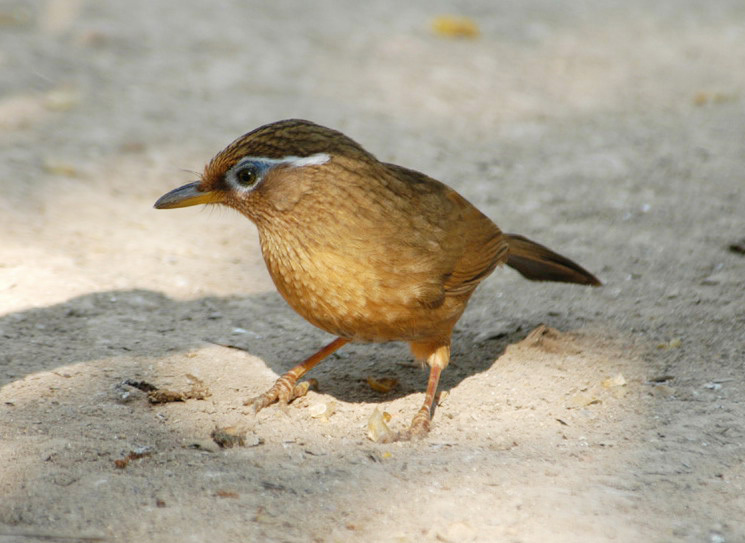 Garrulax canorus