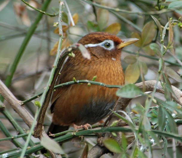 Garrulax canorus