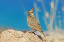 Featured image of post Alaudidae Meaning Alaudidae is a family in the aves class consisting of larks
