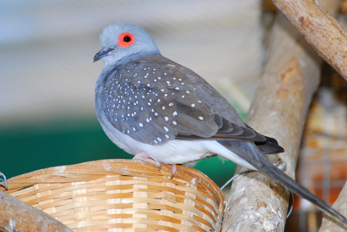 Columbidae