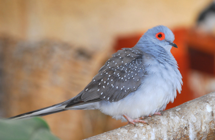 Columbidae