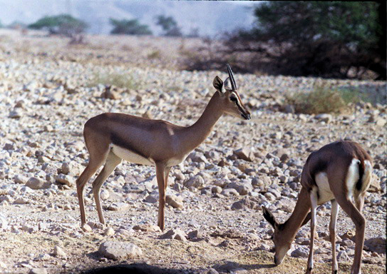 Gazella gazella