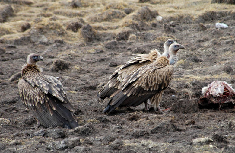 Gyps himalayensis