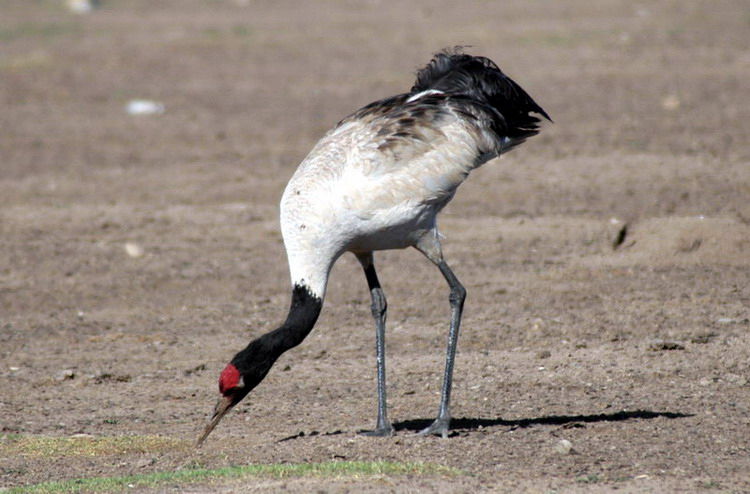 Grus nigricollis