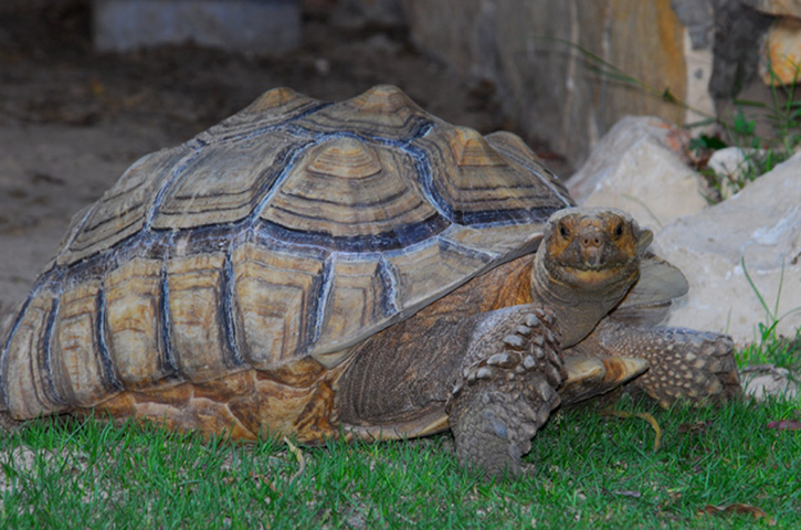 ADW: Geochelone sulcata: PICTURES