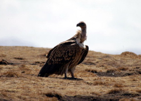 Himalayan_griffon