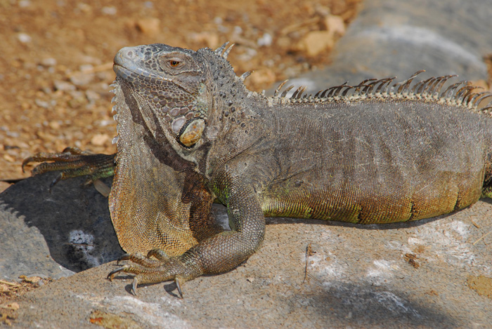 iguana has teeth