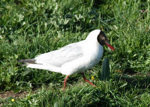 Larus brunnicephalus