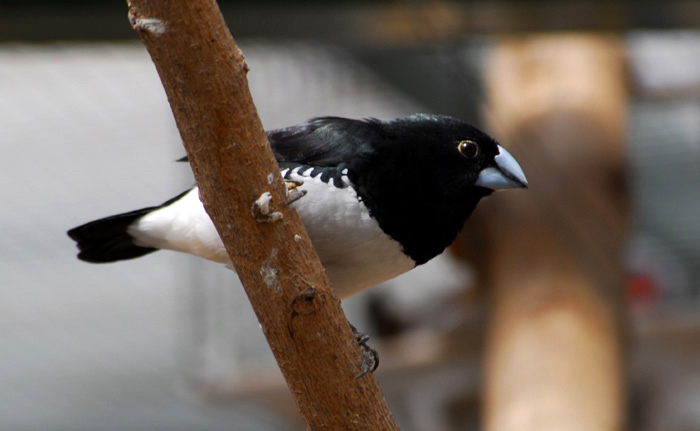 ADW: Corvus frugilegus: INFORMATION