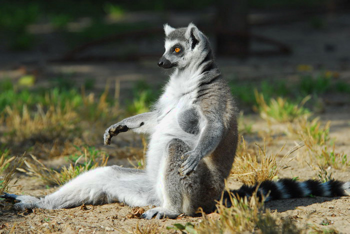 Ring-Tailed Lemur | National Geographic