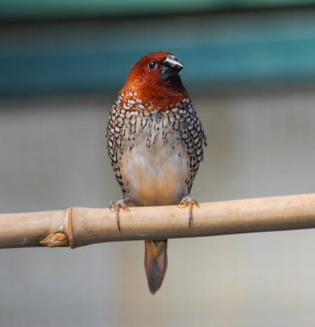 Lonchura punctulata