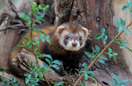 ADW: Mustelidae: INFORMATION