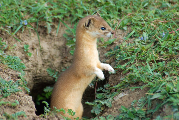 Mustela altaica