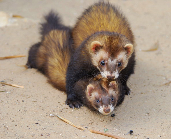 Mustelidae