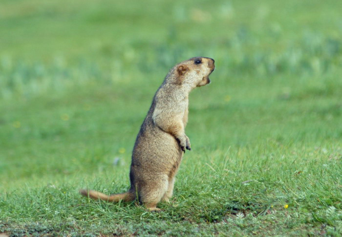 Marmota himalayana