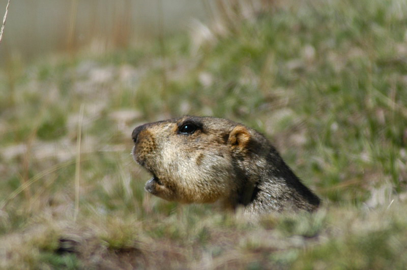 Marmota himalayana