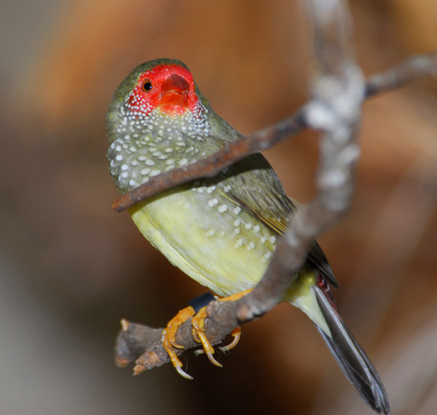 Neochmia ruficauda