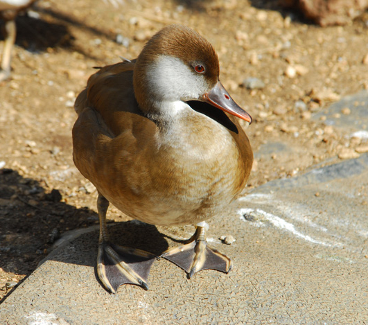 Anatidae