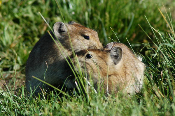 Lagomorpha