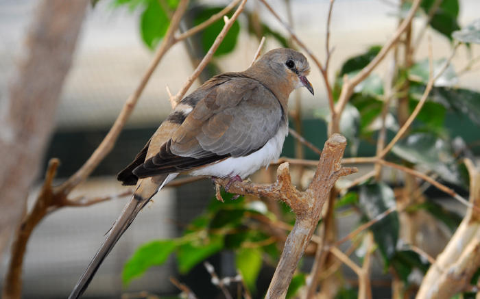 Columbidae