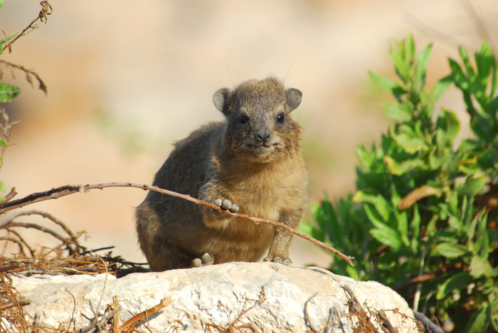 Procavia capensis