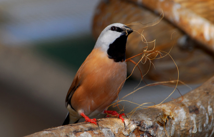 Poephila cincta