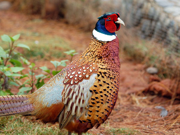 Ring Necked Pheasant Images | Free Photos, PNG Stickers, Wallpapers &  Backgrounds - rawpixel